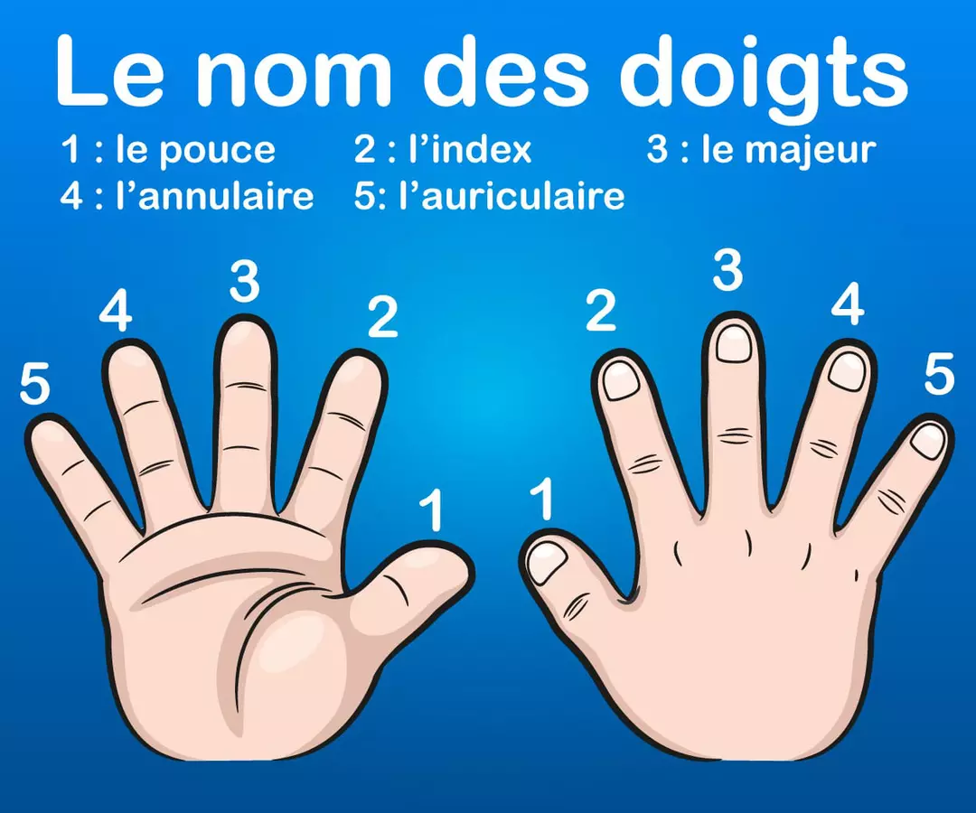 Le nom des doigts